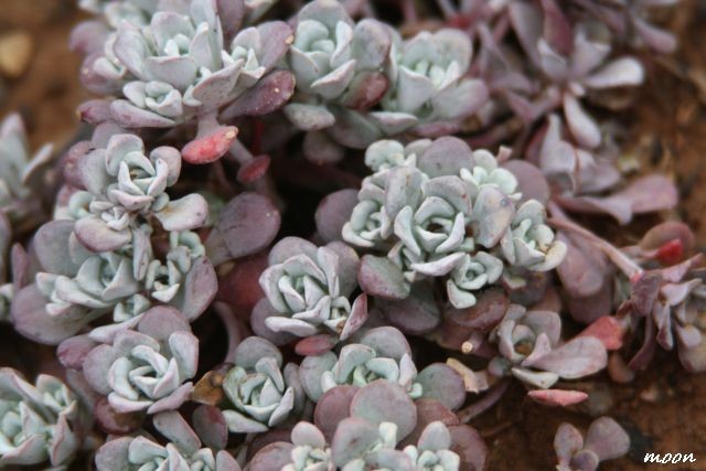 sedum